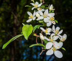 Malus spectabilis (Chinese crab, Asiatic apple)