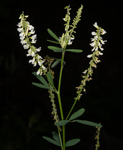 Melilotus officinalis (white sweet clover, yellow sweet clover, sweet clover, sweetclover)