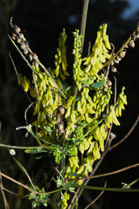 Melilotus officinalis (white sweet clover, yellow sweet clover, sweet clover, sweetclover)