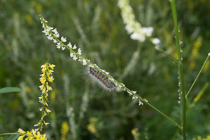 Melilotus officinalis (white sweet clover, yellow sweet clover, sweet clover, sweetclover)