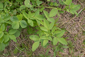 Melilotus officinalis (white sweet clover, yellow sweet clover, sweet clover, sweetclover)