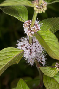 Mentha arvensis (field mint, wild mint, corn mint)