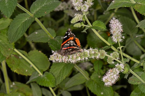 Mentha spicata (spearmint)