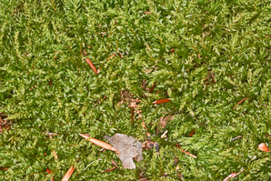 Mnium hornum (swan’s-neck thyme-moss, horn calcareous moss)