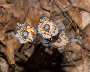 Monotropa uniflora (Indian pipes, ghost plant, corpse plant, Indian pipe, Indianpipe)