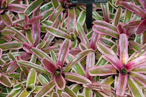 Neoregelia Fireball (blushing bromeliad)