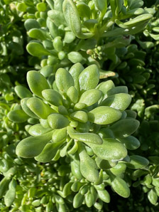 Nolana galapagensis (Galápagos clubleaf)