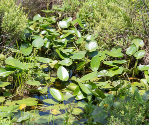 Nuphar lutea (spatterdock, yellow pond-lily)