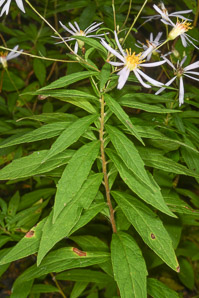 Oclemena acuminata (whorled wood aster, mountain aster, sharp-leaved aster)