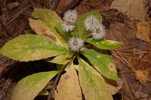 Oclemena acuminata (whorled wood aster, mountain aster, sharp-leaved aster)