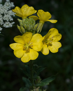 Oenothera biennis (common evening primrose)