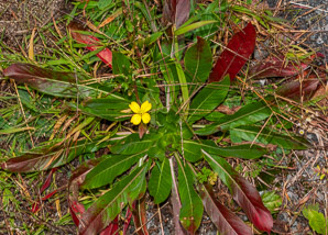 Oenothera parviflora (small-flowered evening-primrose, northern evening primrose)