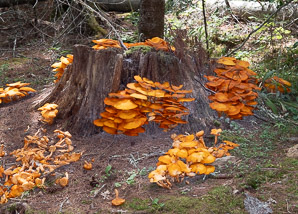 Omphalotus illudens (jack o’lantern mushroom)