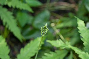 Onoclea sensibilis (sensitive fern, bead fern, meadow brake)