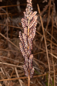 Onoclea sensibilis (sensitive fern, bead fern, meadow brake)