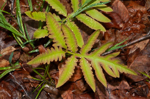 Onoclea sensibilis (sensitive fern, bead fern, meadow brake)