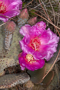 Opuntia basilaris (beavertail cactus, beavertail pricklypear)
