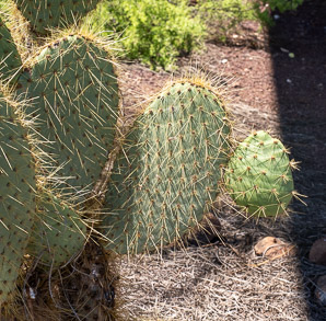 Opuntia galapageia (Galápagos prickly pear, tree prickly pear)