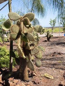 Opuntia galapageia (Galápagos prickly pear, tree prickly pear)