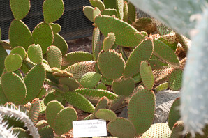 Opuntia rufida (prickly pear cactus, cinnamon cactus, blind pricklypear)