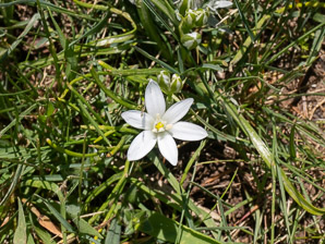 Ornithogalum umbellatum (Star of Bethlehem, grass lily, nap-at-noon, eleven-o’clock lady, star-of-Bethlehem)