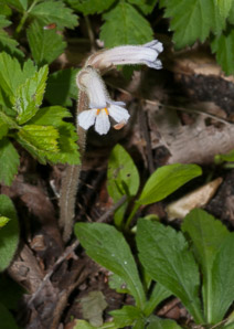 Orobanche uniflora (naked broomrape, one-flowered cancer-root, cancer-root, oneflowered broomrape)
