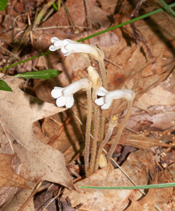 Orobanche uniflora (naked broomrape, one-flowered cancer-root, cancer-root, oneflowered broomrape)