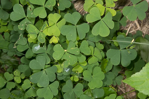 Oxalis dillenii (oxalis, common yellow wood-sorrel, common yellow woodsorrel, yellow wood-sorrel, common yellow oxalis, slender yellow woodsorrel)