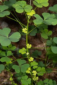 Oxalis dillenii (oxalis, common yellow wood-sorrel, common yellow woodsorrel, yellow wood-sorrel, common yellow oxalis, slender yellow woodsorrel)