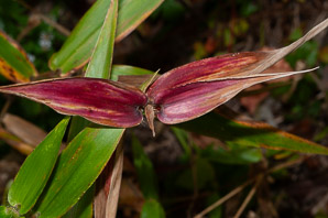 Panicum L. (panicgrass)