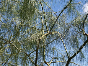 Parkinsonia aculeata (Mexican palo verde, espinillo, palo verde, Parkinsonia, Jerusalem thorn, jelly bean tree, palo de rayo, retama)