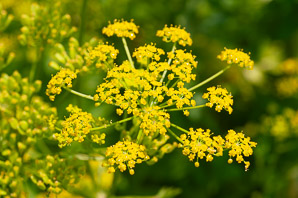 Pastinaca sativa (parsnip, wild parsnip)