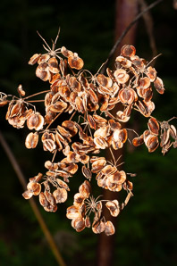 Pastinaca sativa (parsnip, wild parsnip)