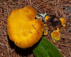 Phaeolus schweinitzii (velvet-top fungus, dyer’s polypore, dyer’s mazegill, brown-cubical butt rot, red-brown butt rot)