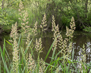 Phalaris arundinacea (reed canary grass, reed canarygrass)