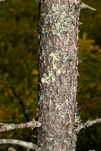 Picea mariana (black spruce)
