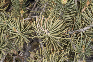 Pinus monophylla (singleleaf piñon, pinyon pine, single-leaf pinyon pine, single-leaf piñon pine, singleleaf pinyon)
