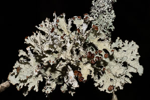 Platismatia tuckermanii (crumpled rag lichen, Tuckerman’s ragged lichen)