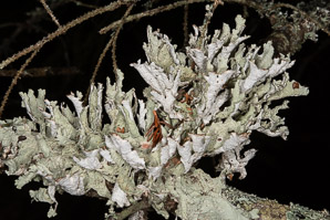 Platismatia tuckermanii (crumpled rag lichen, Tuckerman’s ragged lichen)