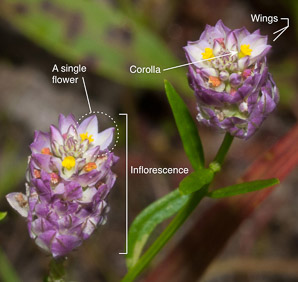 Polygala sanguinea (field milkwort, blood milkwort, purple milkwort)