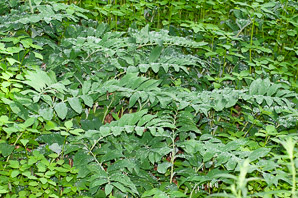 Polygonatum biflorum (smooth Solomon’s-seal, King Solomon’s-seal, great Solomon’s seal, smooth Solomon’s seal)