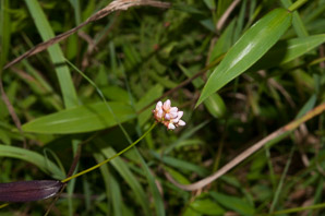 Polygonum sagittatum (arrow tearthumb, arrowleaf tearthumb)