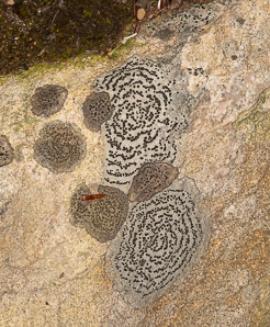 Porpidia crustulata (concentric boulder lichen, crust porpidia lichen)