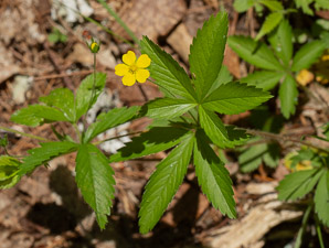Potentilla simplex (common cinquefoil, old-field five-fingers, oldfield cinquefoil)