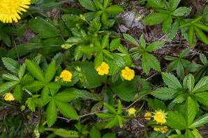 Potentilla simplex (common cinquefoil, old-field five-fingers, oldfield cinquefoil)