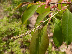 Prunus serotina (black cherry)