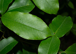 Prunus virginiana (common chokecherry, chokecherry)