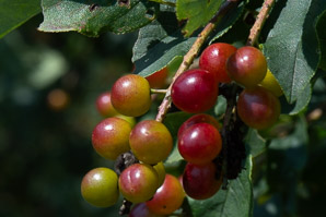 Prunus virginiana (common chokecherry, chokecherry)