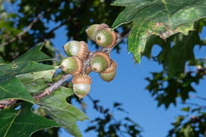 Quercus rubra (northern red oak, champion oak, red oak)