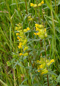 Rhinanthus minor (yellow rattle, little yellow rattle)